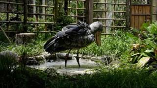 shoebill ハシビロコウ シュシュ・ルタンガの水浴び