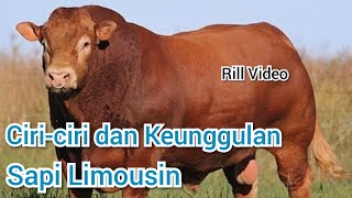 Sapi Limousin, ciri-ciri dan keunggulan Sapi Limousin, Limousin sapi potong unggul