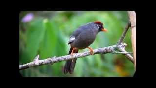 Spectacled Laughingthrush