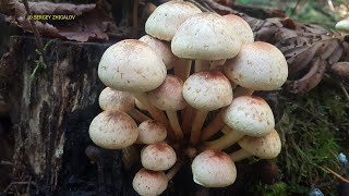 Опёнок кирпично красный  Hypholoma lateritium Видео определитель Лечебные свойства