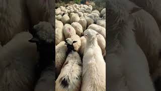 Pastore sardo transhumance #sheep #animals🤠 @naxMarco74MEF3