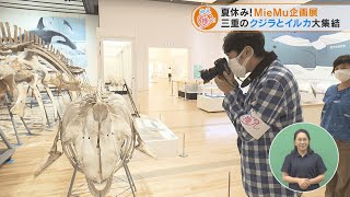 夏休み！MieMu企画展 三重のクジラとイルカ大集結（2022/08/10放送「よしお兄さんのみえ推し！」より）