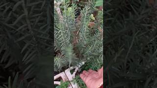 Rosemary plant in my terrace Garden రోజ్ మేరీ ప్లాంట్ నాటెర్రస్ గార్డెన్ లో #shortsvideo #utubeshort