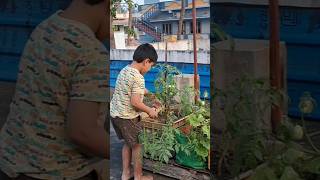 రెండు టమాటా లు pandaye #terracegardening #telugugardener #vegitablegarden #gardening #trending