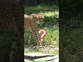 びっくりチーたん【猫のような猛獣チーター 165章】 多摩動物公園 shorts チーター