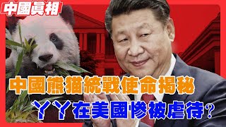 中國熊貓大外宣統戰使命揭秘，熊貓丫丫遭美國虐待？中國外交圖騰退出歷史舞台｜熊貓丫丫｜虐待｜孟菲斯動物園｜熊貓外交｜大外宣｜尼克松訪華｜中美建交｜中美關係｜冷戰