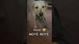 🤣Slipper la li MOYE MOYE😅 #viral #dogs #shortvideo #comedy #cute #labrador #youtubeshorts#bhakti