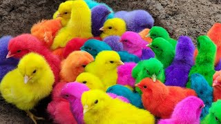 Menangkap ayam lucu, ayam warna warni, ayam rainbow, bebek, angsa, ikan hias, ikan cupang, Kelinci