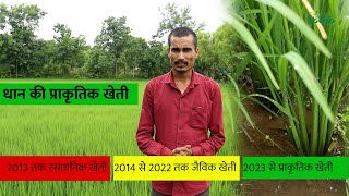 धान की प्राकृतिक खेती || Natural Rice Farming || Kanak Natural Farm