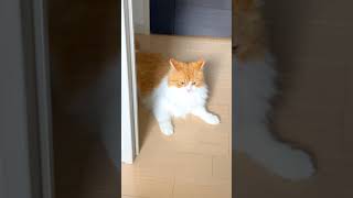 日向ぼっこで眠気に耐える猫の姿がこちら#Shorts​