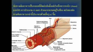 กายวิภาคศาสตร์ ๑ ระบบย่อยอาหาร ตอน ๑