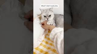 The cat’s afraid of hurting you🥰#catlover #cat #catsoftiktok #cutecat #fyp