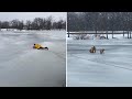 Golden retriever struggling to stay afloat rescued from icy pond on Long Island