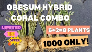 Obesum Adenium (hybrid coral branches) combo offer#obesum #arabicum #adeniumcombo