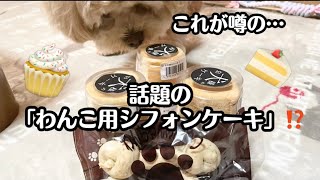 【わんこ用シフォンケーキを買いに行きました‼️】#ペキプー #ペキニーズ #トイプードル #子犬 #dog #犬動画 #ミックス犬 #パピー #かわいい犬 #いぬのいる生活 #犬用ケーキ