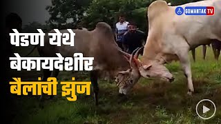 Dhiryo | Illegal Bull fight at pernem | Gomantak Tv