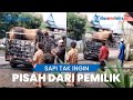 Viral Video Sapi Seolah Tak Ingin Pisah dari Pemiliknya, Nyaris Lompat dari Mobil Pikap