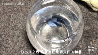 网购开箱1条“蓝色半月斗鱼”，这是什么造型呀，躺着游泳的？