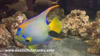 “MASSIVE BLUE” Queen Angelfish!