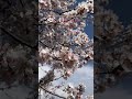 almond blossoms kashmir almondblossom cherryblossom spring shorts shortvideo