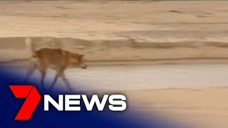 Fraser Island tourists warned to be vigilant about dingoes | 7NEWS