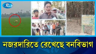 নীলগাইয়ের আবারো দেখা মিললো দিনাজপুরে | Dinajpur | India | Rtv News