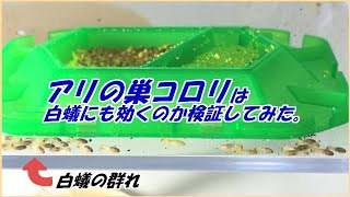 蟻戦争Ⅲ＃111 「アリの巣コロリ」は“白蟻”にも効果があるのか検証してみた。編～I tried Japanese products on termites.～