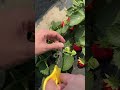 🍓strawberry farm picking🌱juicy ripe berries fresh fruit sweet strawberries farm