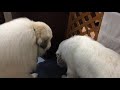 シャンプーに通院に忙しい1日だったルンルンです　great pyrenees　グレートピレニーズ