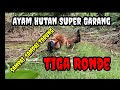 Ayam Hutan Super Garang, Sampai-sampai Tarung Tiga Ronde