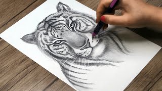 How to Draw a Realistic Tiger Head | Tiger Face Drawing Step by Step