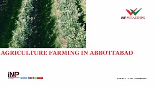 Exploring Abbottabad's Vibrant Agriculture: A Glimpse into the Heart of Rural Pakistan  | INP