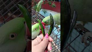 Ay mithu ya mitho eating mirchi 🌶️ subha subha❤️#shorts #parrot #yt