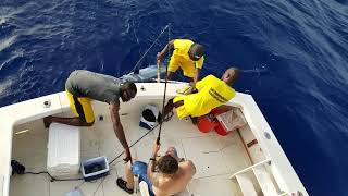 Trophy blue marlin 550lbs 11.5ft length Ocho rios Jamaica