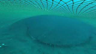 SCSG and RHG groundropes for bottom trawling