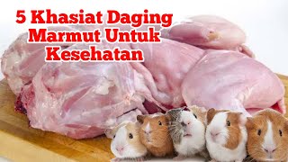 Manfaat Daging Marmut Untuk Kesehatan