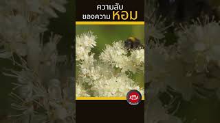 เหตุใดผู้หญิงบางคนมีกลิ่นหอมทั้งกาย #เรื่องจริง #ประวัติศาสตร์ #สุขภาพ #ละคร #netflix