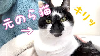 【保護猫】飼い主の膝の上で、せっせと毛づくろいに励む、全身ツルピカ高級ファーの猫がこちらです❤️