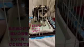 【成長過程シリーズ】ママがお出かけ中の3ヶ月ウラン🐶眠いのに我慢して待ってたみたい😭【シュナウザーとの日常】