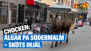 Chocken: Älgar mitt på Södermalm i Stockholm – sköts ihjäl