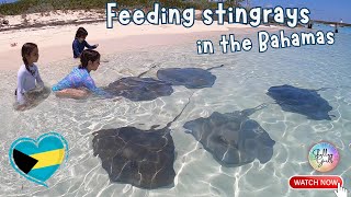 Feeding Stingrays in the Bahamas!