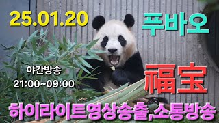 🍎푸바오 福宝🍎1월20일 푸바오 영상이 공개되었습니다 /출국3일전 하이라이트영상송출,소통방송중  #푸바오 #FUBAO #PANDA#福宝