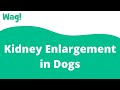 Kidney Enlargement in Dogs | Wag!