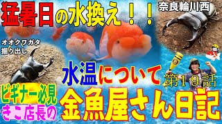 【金魚】きこ店長の金魚屋さん日記🌸第19話🌸続く猛暑‼️高水温30度超え時の水換えについて🌸＆オオクワ掘り出しなどなどetc🌸