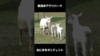 お母さんヤギに駆け寄る子ヤギ #shorts