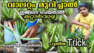 വാല് മുറിച്ചാൽ നിങ്ങളുടെ വീട്ടിലെ കറ്റാർവാഴയും വണ്ണo വെക്കും /baby plants tricks simple/poppy happy