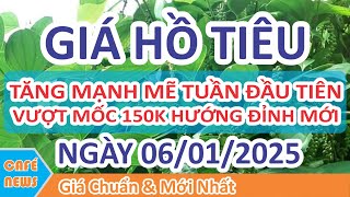 Giá hồ tiêu hôm nay ngày 06/01/2025 | Giá Tiêu Tăng Mạnh Mẽ Tuần Đầu Tiên Vượt Mốc 150K Hướng Đỉnh