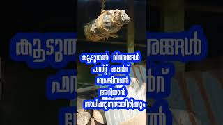 ചെറുതേനീച്ച കെണി കൂട് പ്ലാസ്റ്റിക് കുപ്പിയിൽ || A Stingless bee trap nest in a plastic bottle