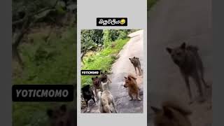 දුර දිග ගිය පාතාලේ බලු වලිය 😅 #trending #meme #memesdaily #srilanka #viralshort #viralvideo