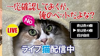 【猫ライブ】一応確認しておくが、俺のベットだよな？ 2025.1.15【前半】